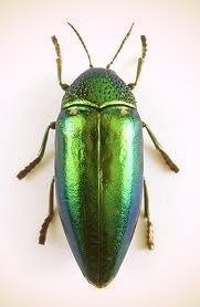 Жук - оригинал