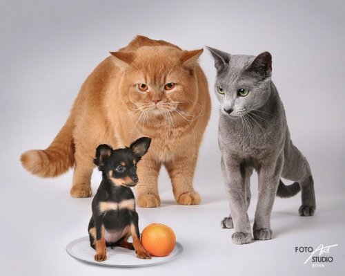 три грации - кошки, собаки, картина - оригинал