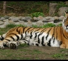 Схема вышивки «серия хищники. тигр»
