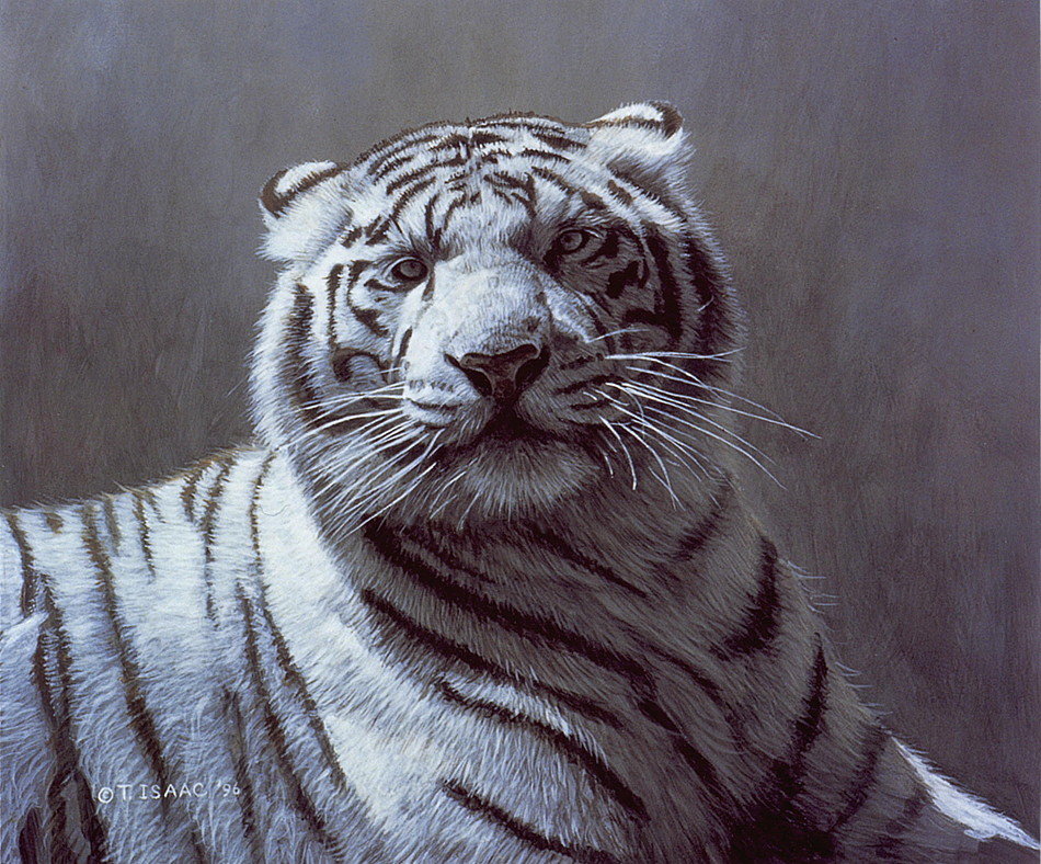 серия хищники.белый тигр - тигр, хищники - оригинал