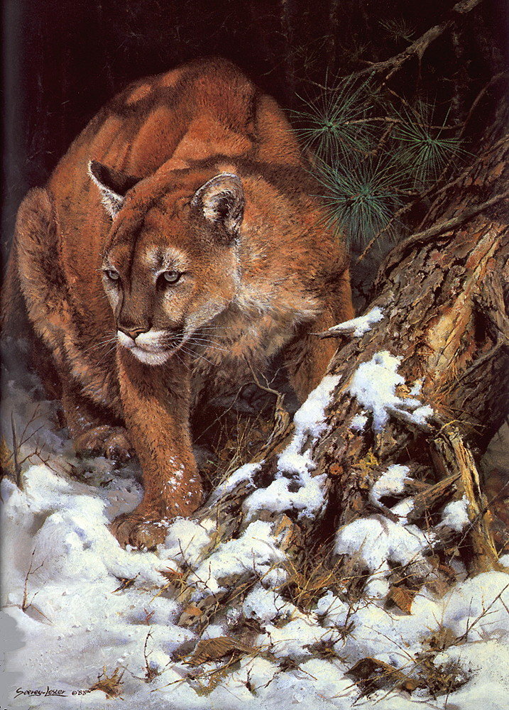 серия хищники. пума - пума, хищники - оригинал