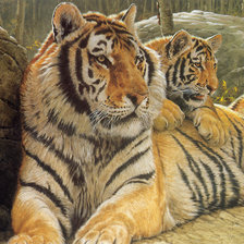 серия хищники. тигры
