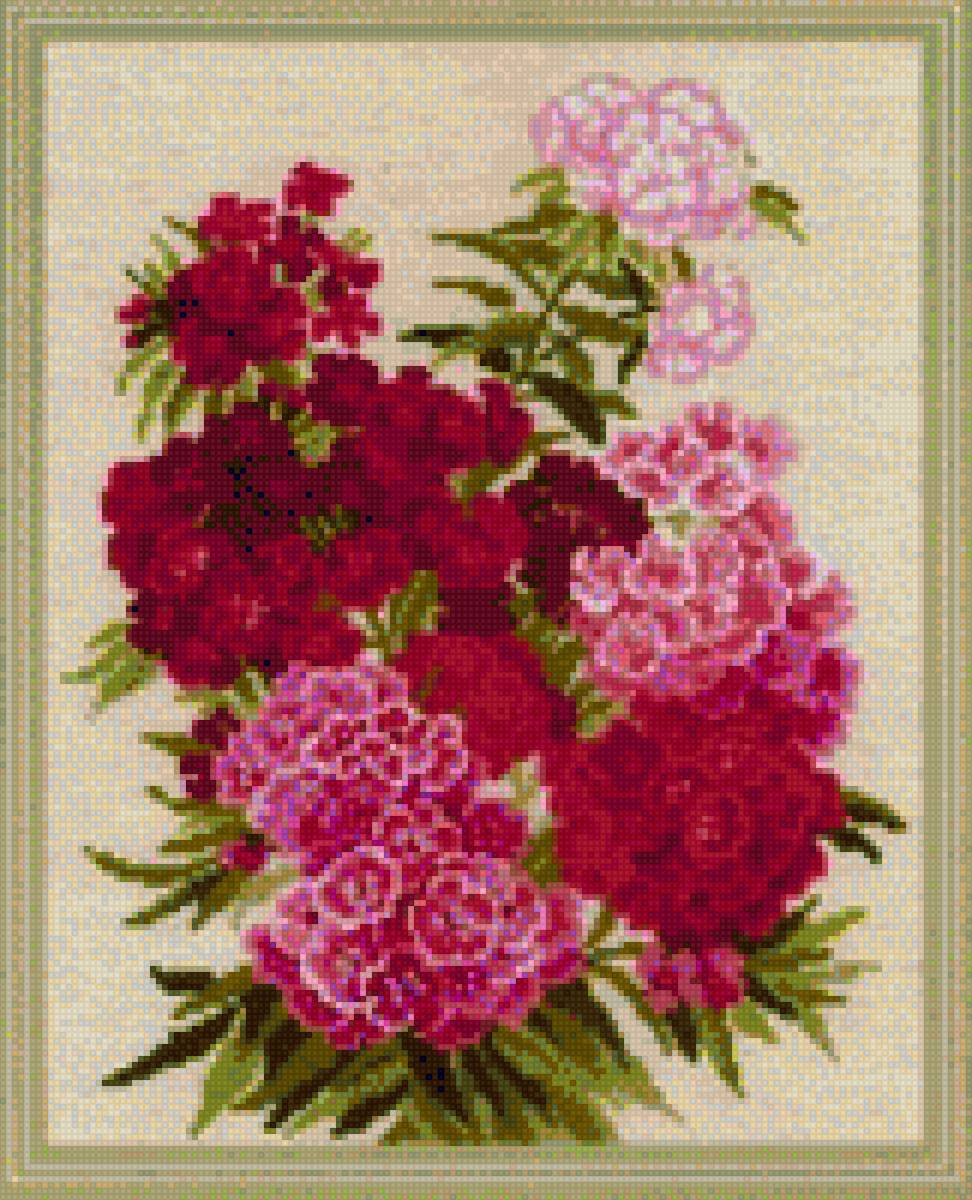 садовая гвоздика - цветы - предпросмотр