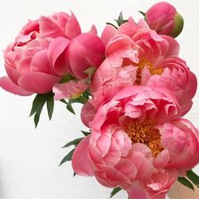 Схема вышивки «№1859592»