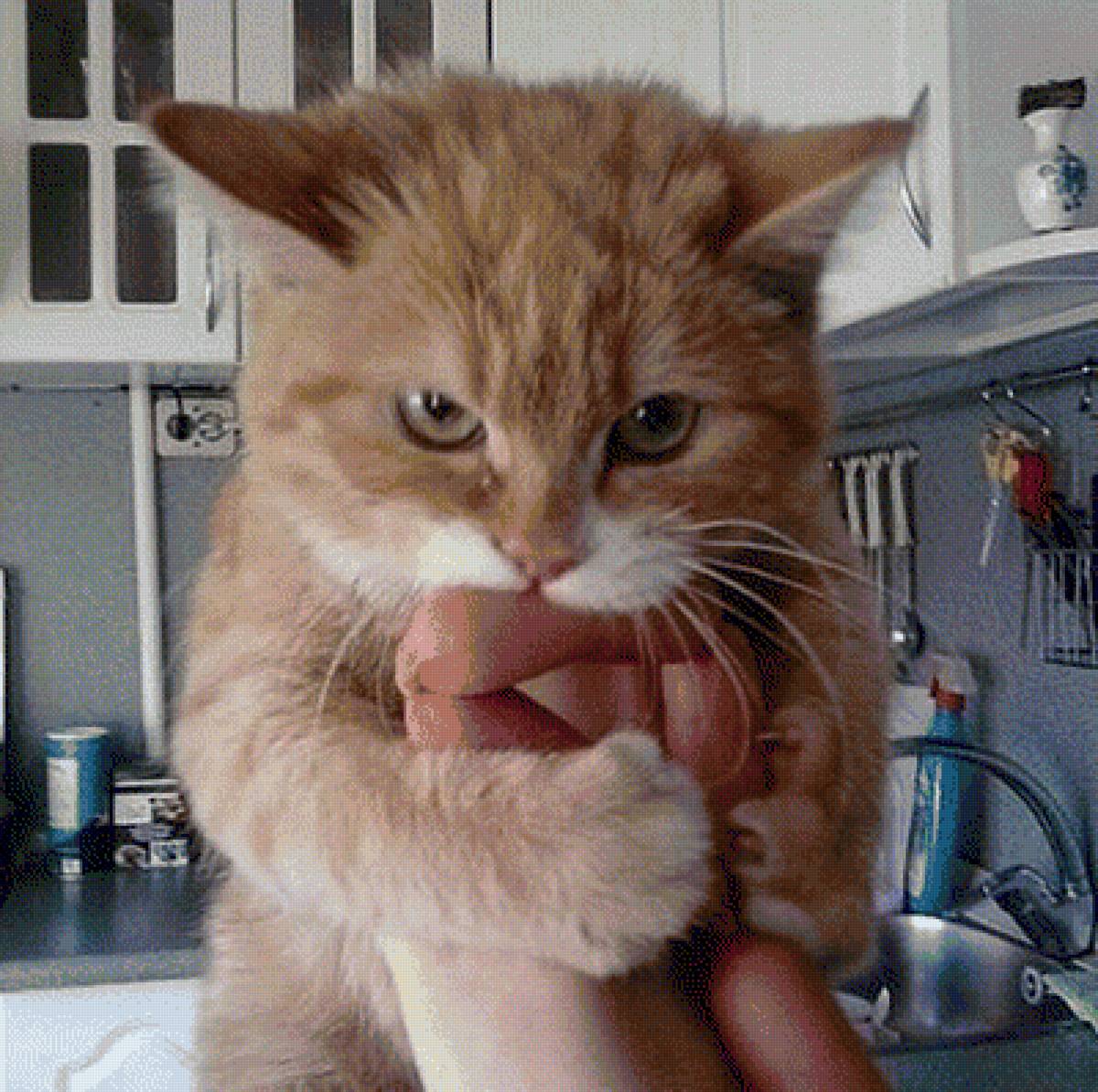 моя прелесть - сосиски, кот, жадина - предпросмотр