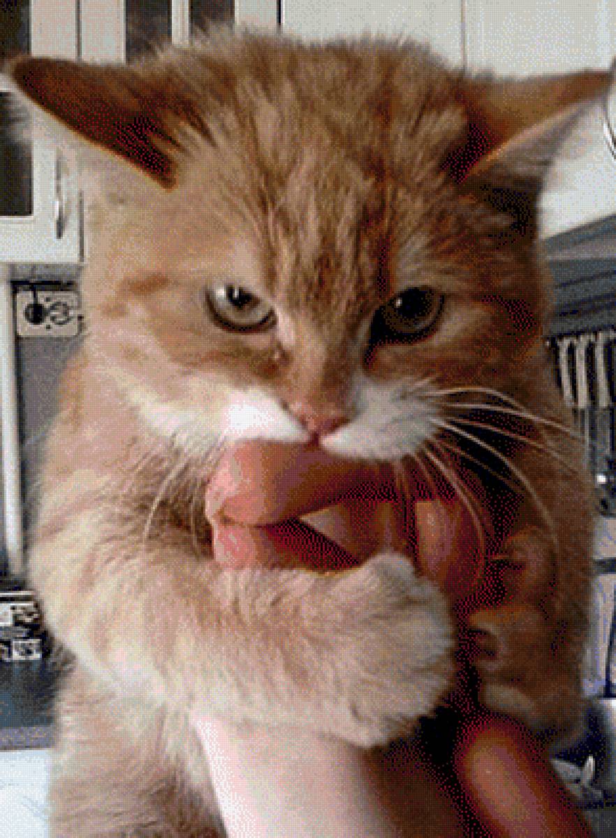 моя прелесть - жадина, сосиски, кот - предпросмотр