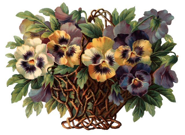 Анютины глазки - цветы, букет, анютины глазки - оригинал