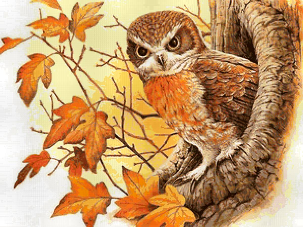 Совушка в дупле - сова, осень, птица - предпросмотр