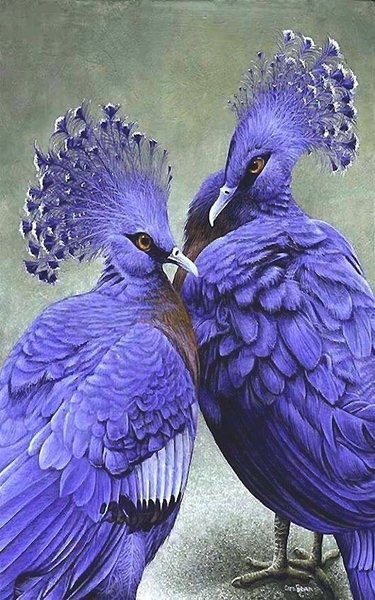 птицы - птицы - оригинал