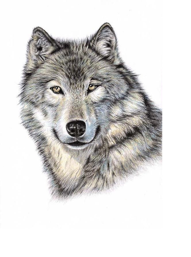 LOBO - 297 x 400 cruces - оригинал