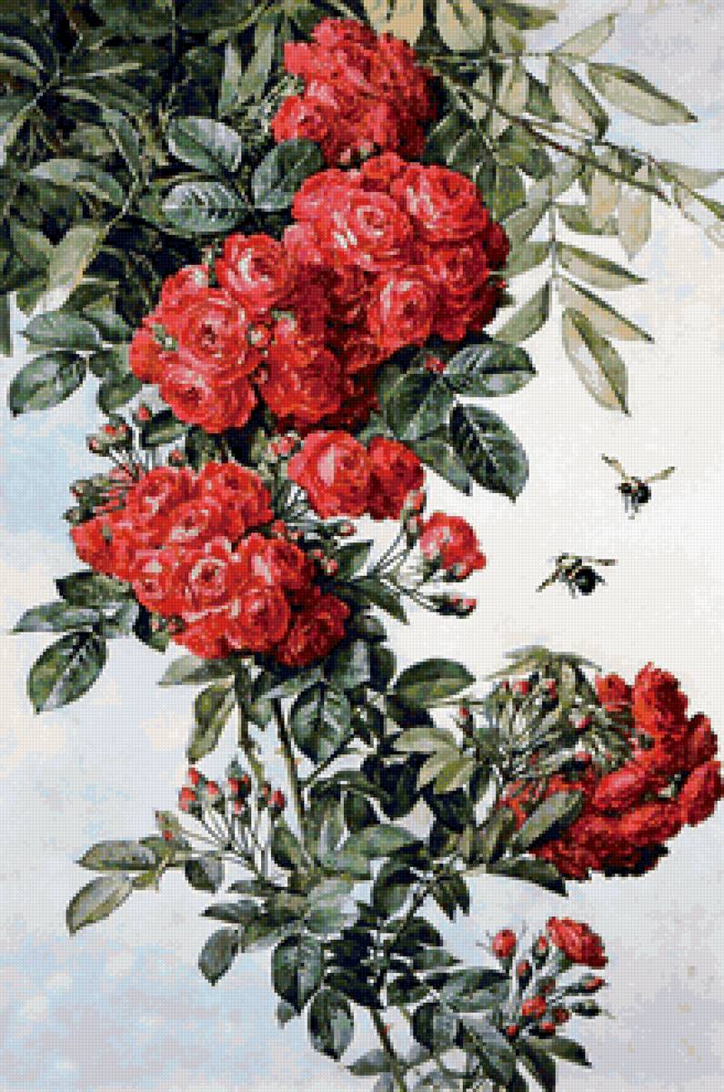 Чайные розы - предпросмотр