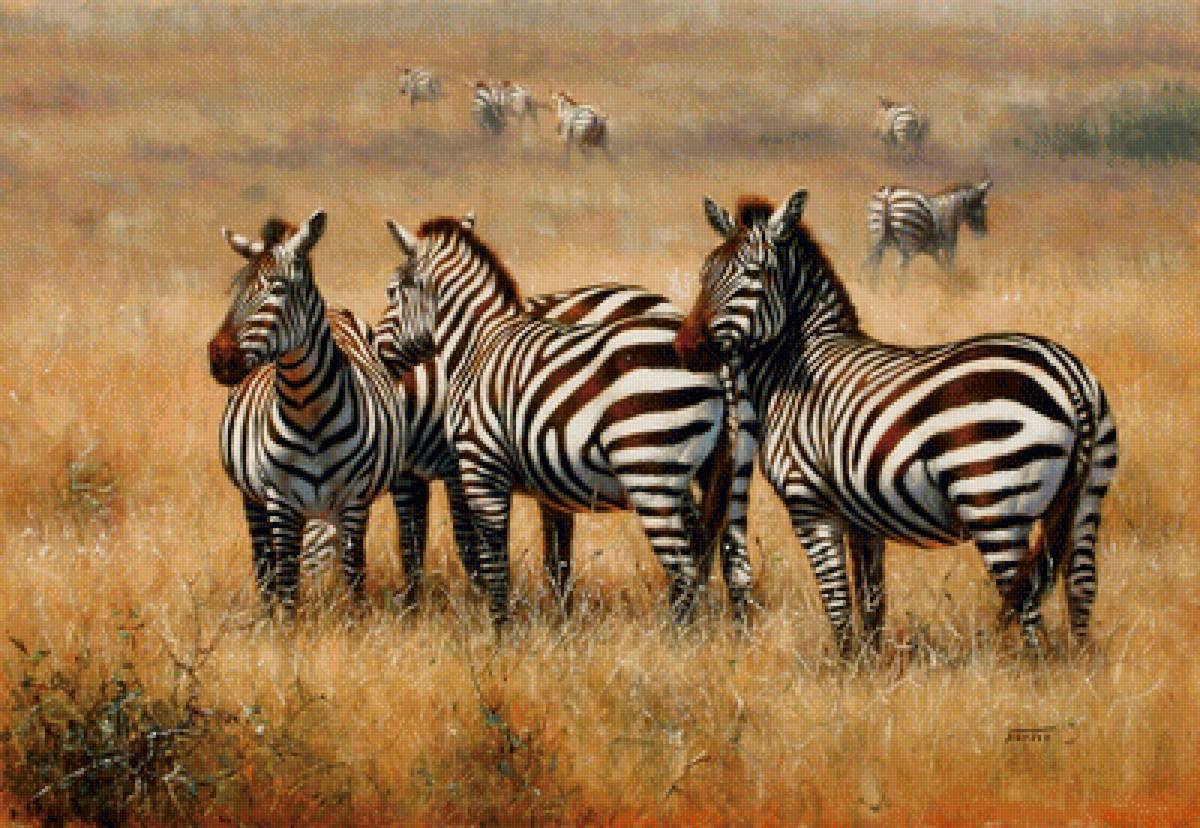 Зебры - африка, саванна, зебры - предпросмотр