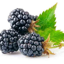 Схема вышивки «Ежевика»