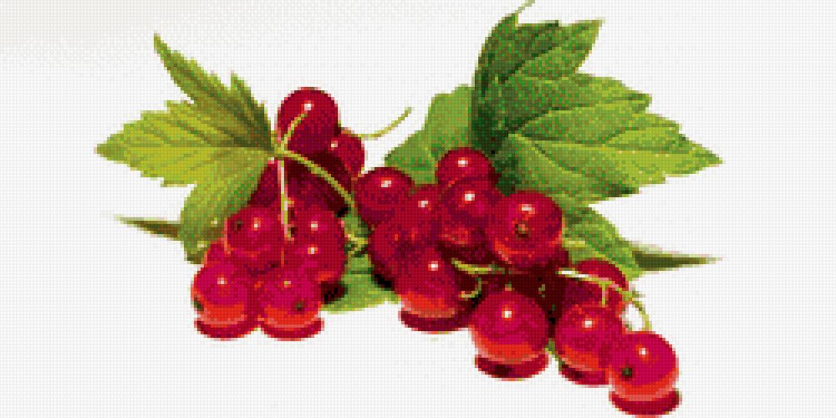 Красная смородина - предпросмотр