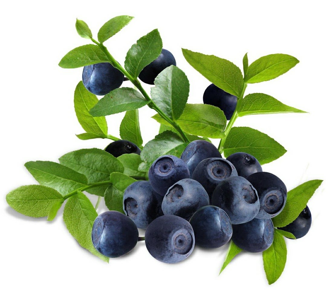 Черника - оригинал