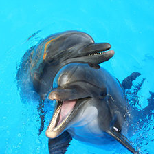 Схема вышивки «Дельфины»