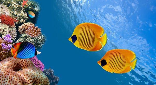 Подводный мир - оригинал