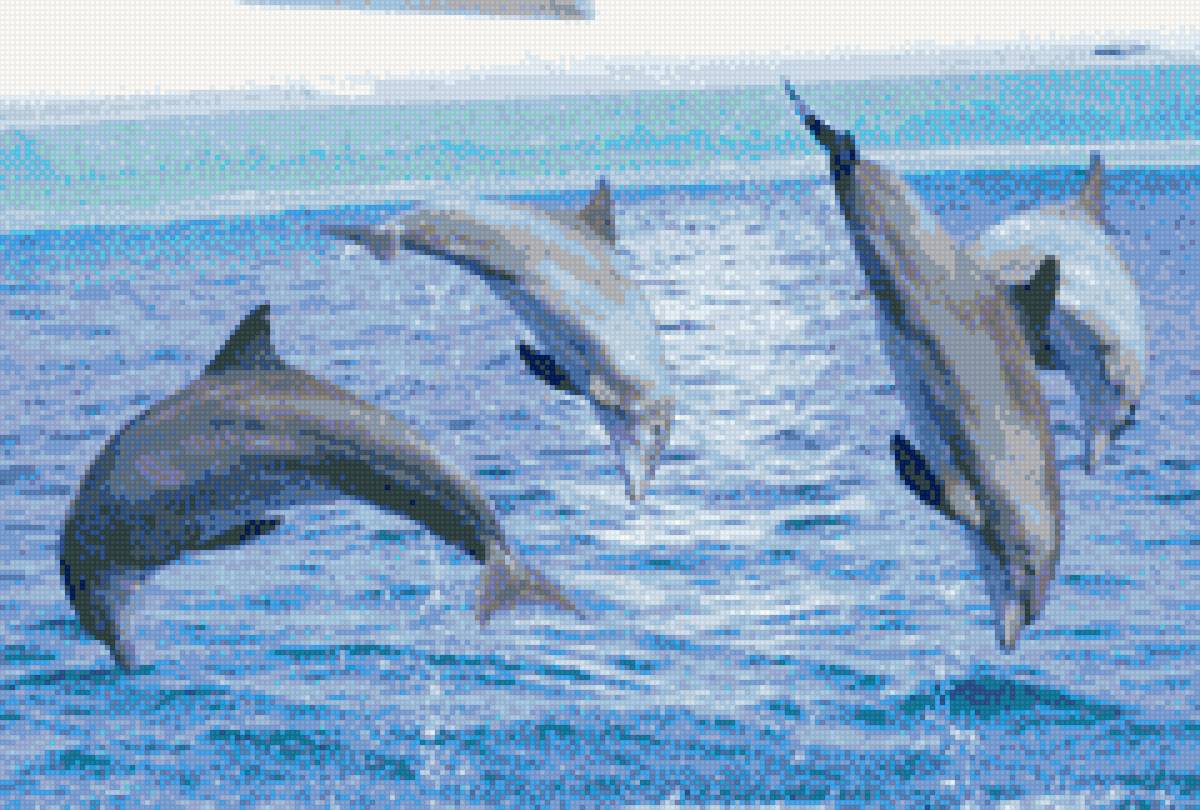 Дельфины - предпросмотр