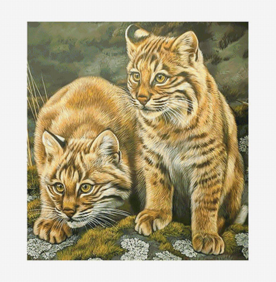 Серия "Хищники". - хищники, животные - предпросмотр