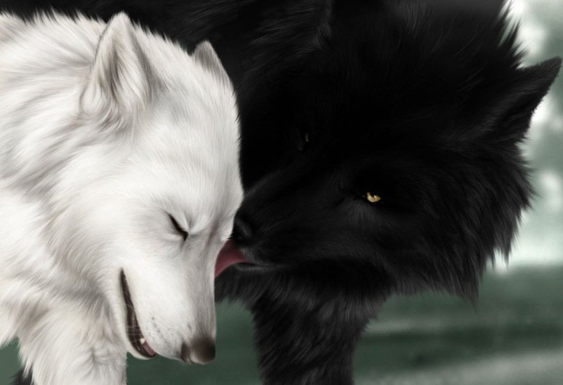 Пара волков - волки, гармония, любовь, семья - оригинал