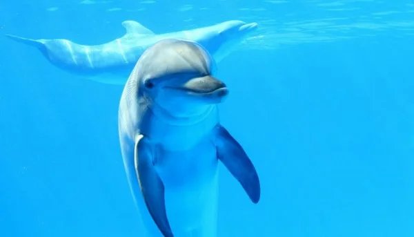 Дельфины - оригинал