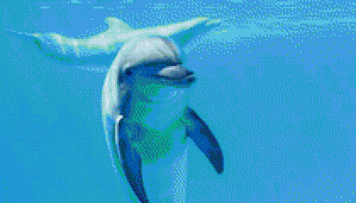 Дельфины - предпросмотр