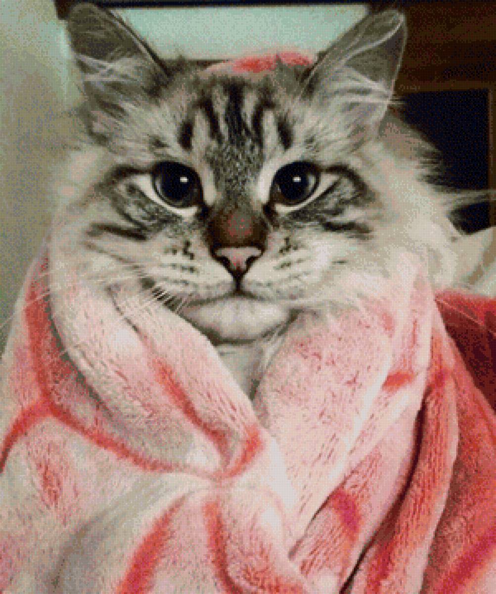 котик в полотенце - картина, кошки - предпросмотр
