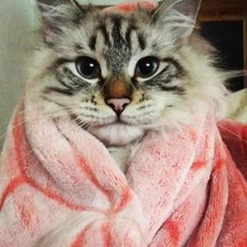 Схема вышивки «котик в полотенце»