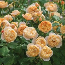 Оригинал схемы вышивки «желтые садовые розы» (№1862874)