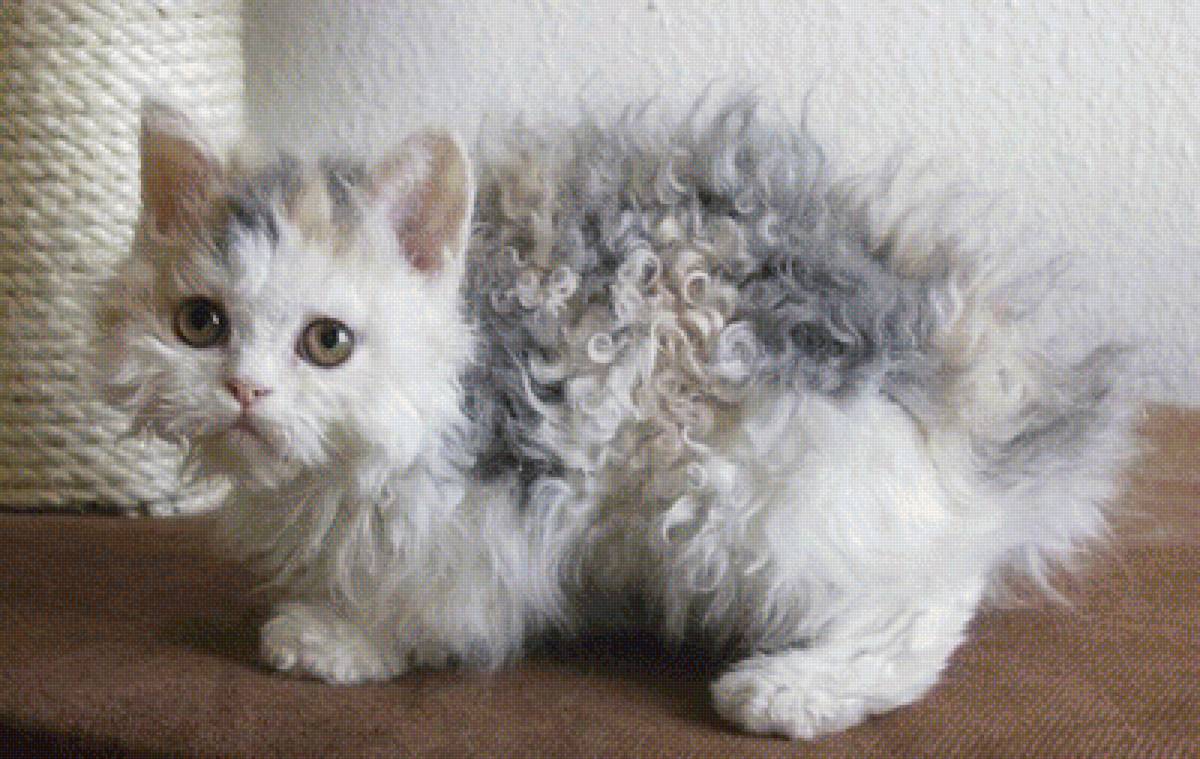 кучерявый котик - котенок, картина, кошки - предпросмотр