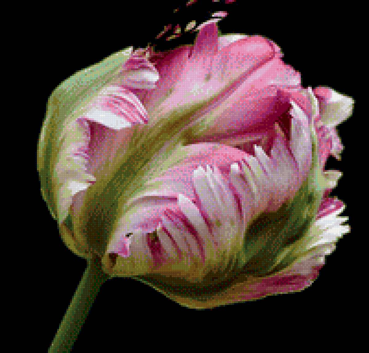 Тюльпан попугайный - тюльпан, цветок, зеленый, розовый - предпросмотр