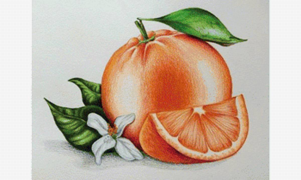Апельсин - карандашный рисунок, фрукты - предпросмотр