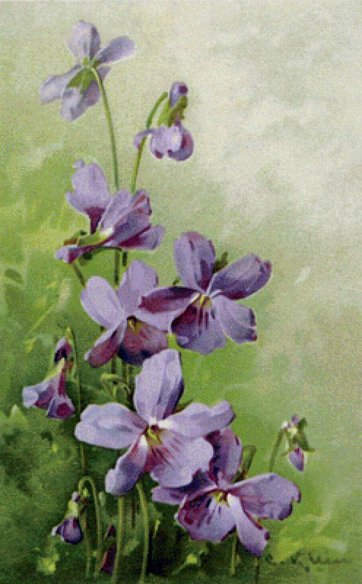 Фиалки - букет, фиалки - предпросмотр