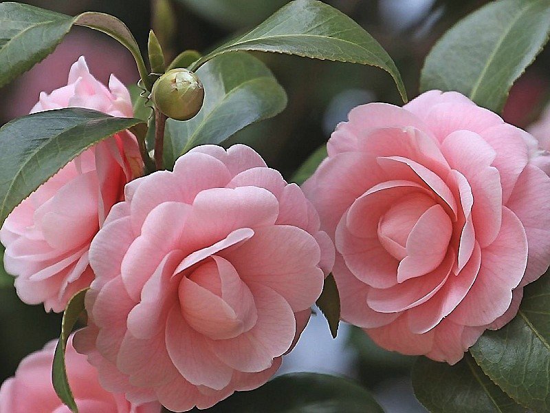 №1863523 - оригинал