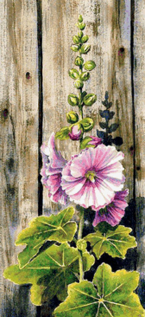 мальва - цветы, букеты - предпросмотр