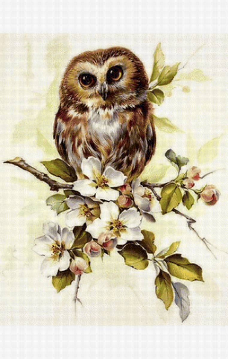 Совушка - птицы - предпросмотр