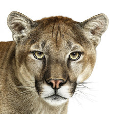 Схема вышивки «Пума»