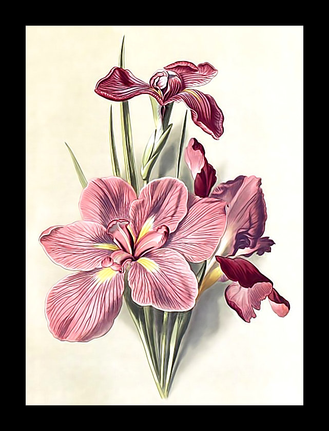 Серия "Ирисы" - флора, букет, ирисы, цветы - оригинал