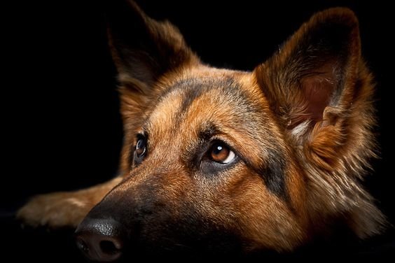 взгляд собаки - собака - оригинал