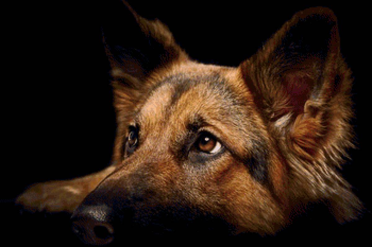 взгляд собаки - собака - предпросмотр