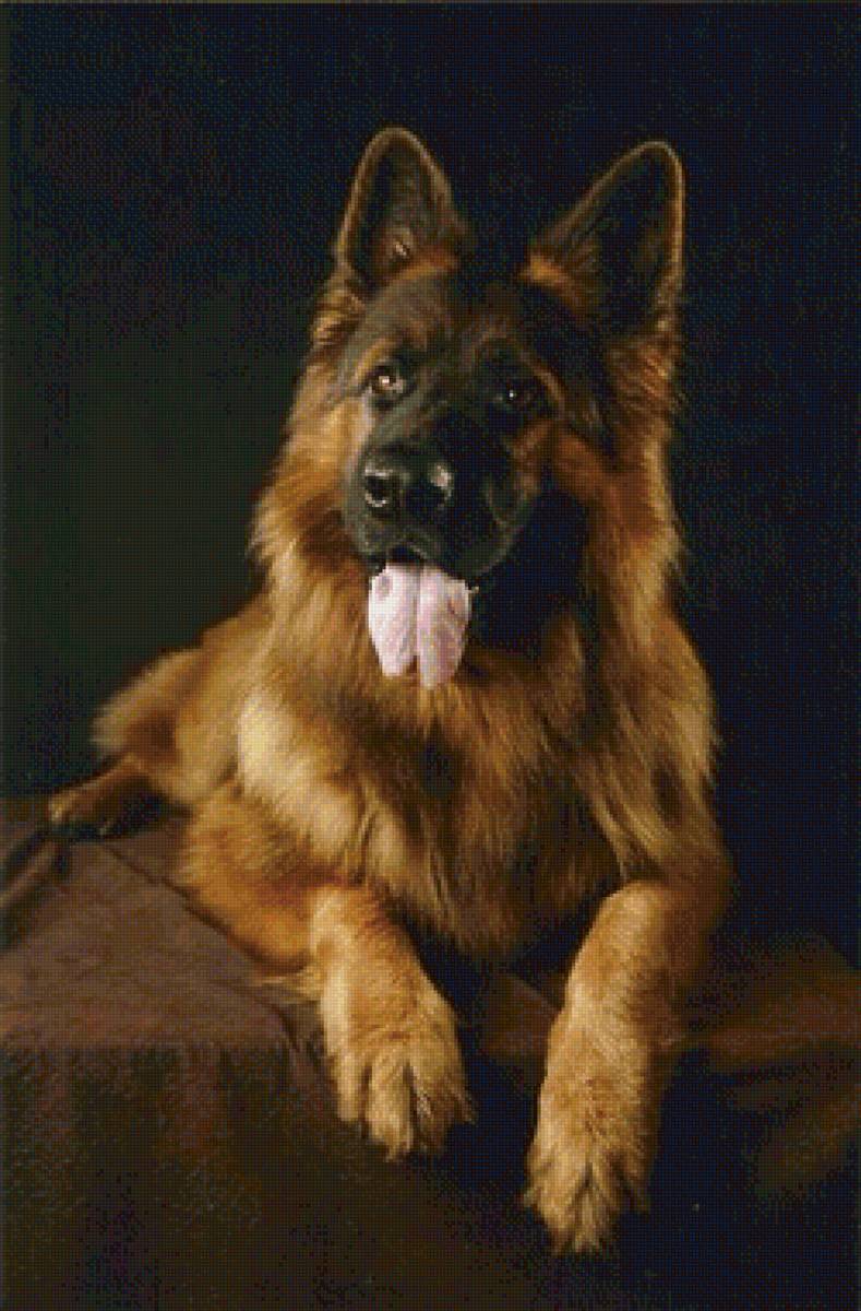 немецкая овчарка - собака - предпросмотр