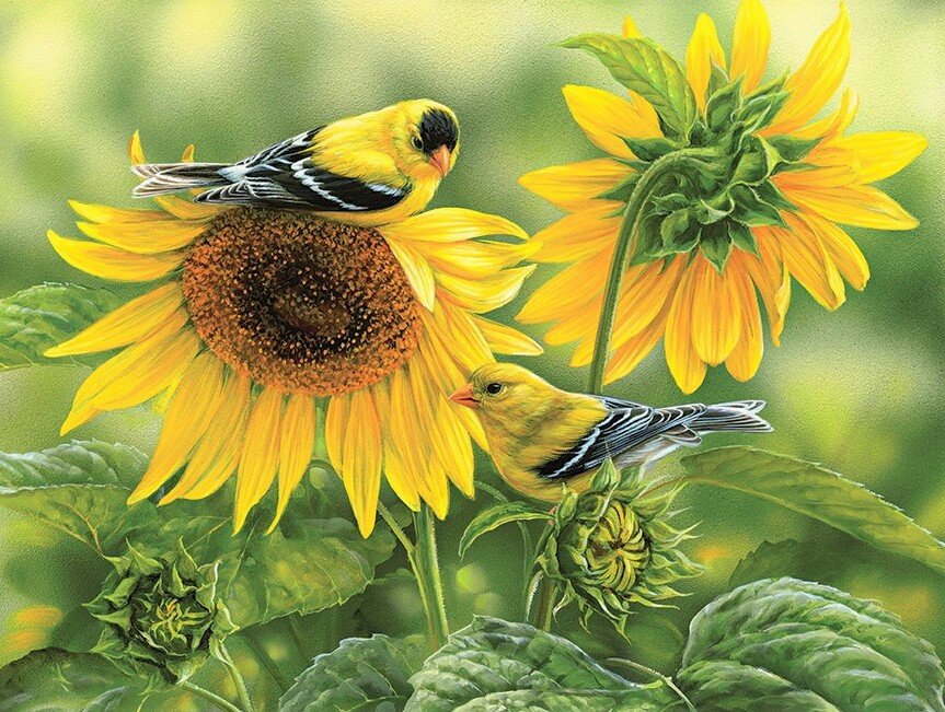 Птички на подсолнухах - природа, птицы, птички, подсолнухи, живопись, картина - оригинал