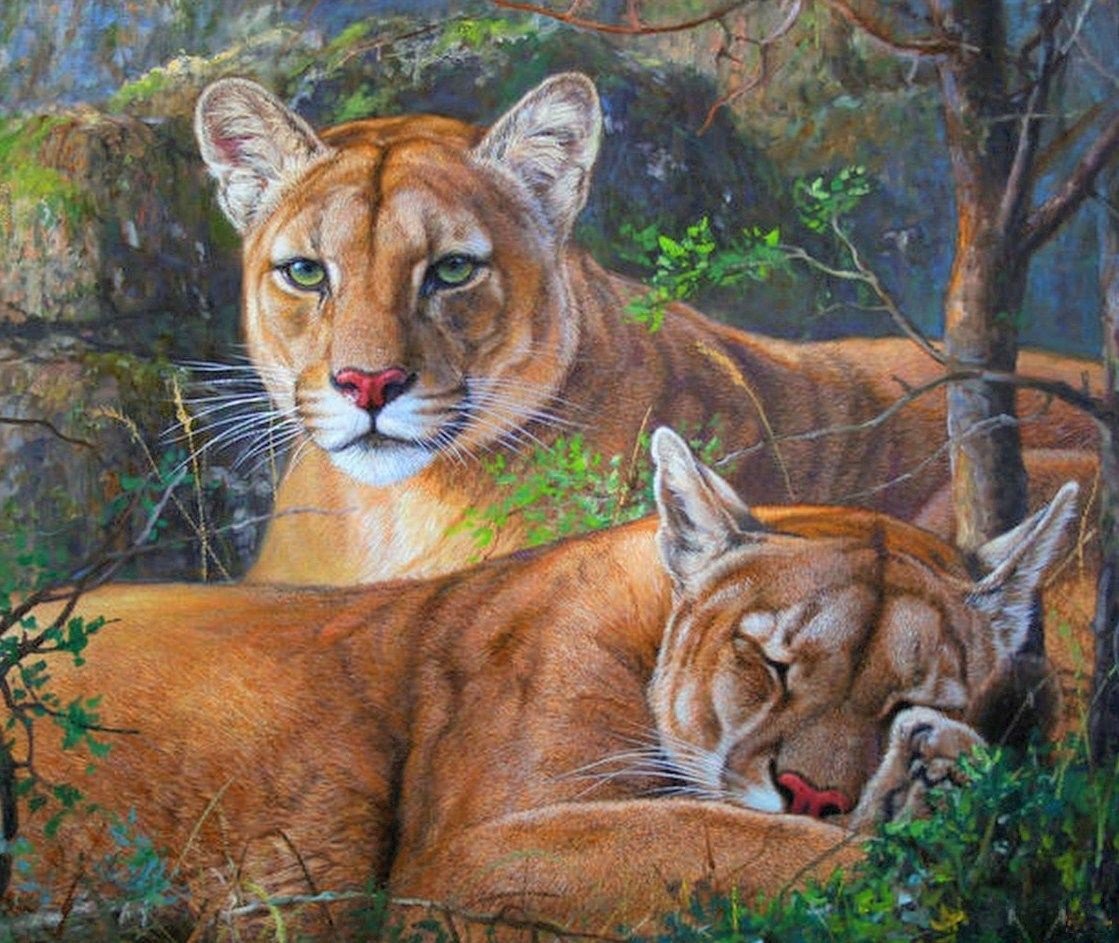 Пумы - пума, животные, картина, пумы - оригинал