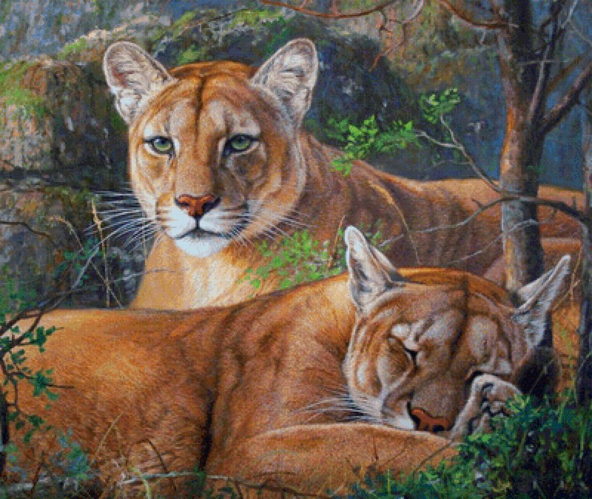 Пумы - картина, животные, пумы, пума - предпросмотр