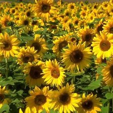 Схема вышивки «campo di girasoli»