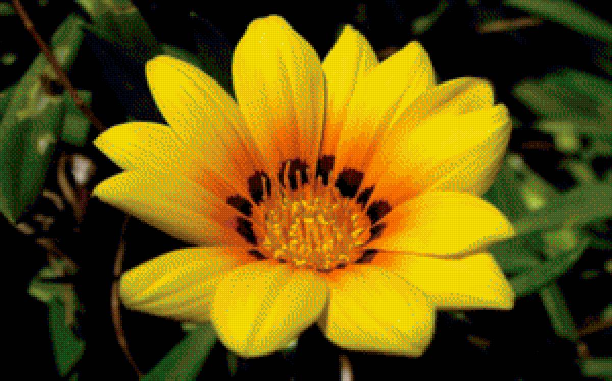 цветы - предпросмотр