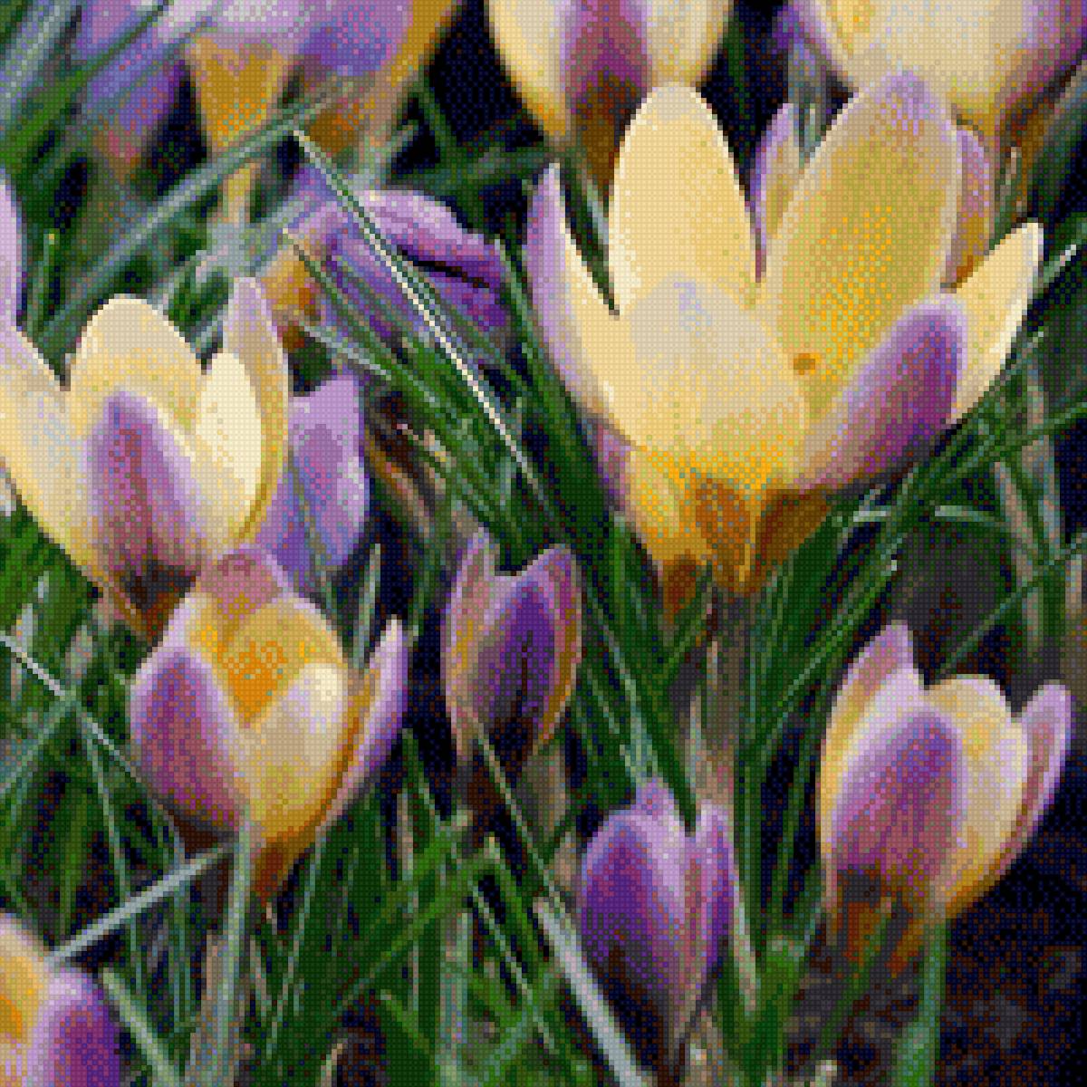 Крокусы - предпросмотр