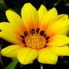 Схема вышивки «цветы»