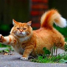 Схема вышивки «кот»