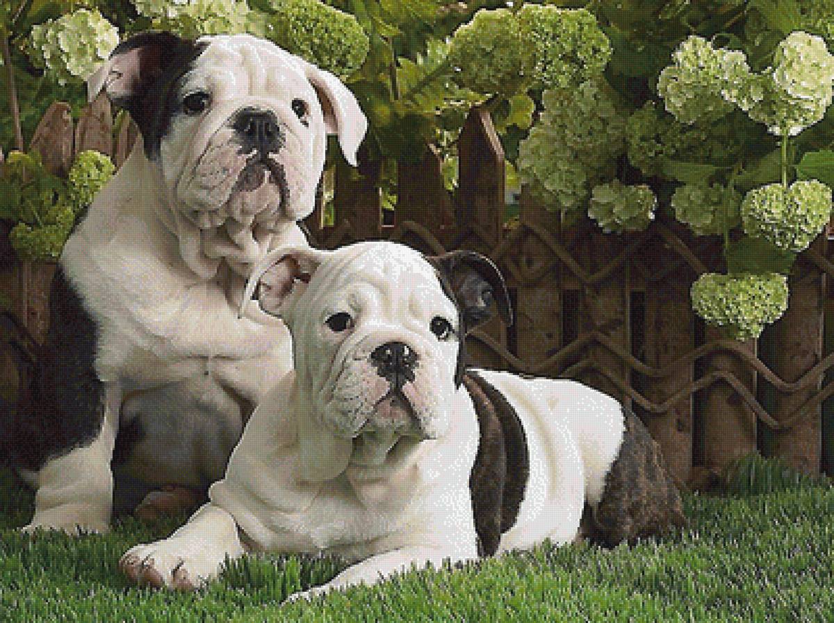 собаки - собаки - предпросмотр